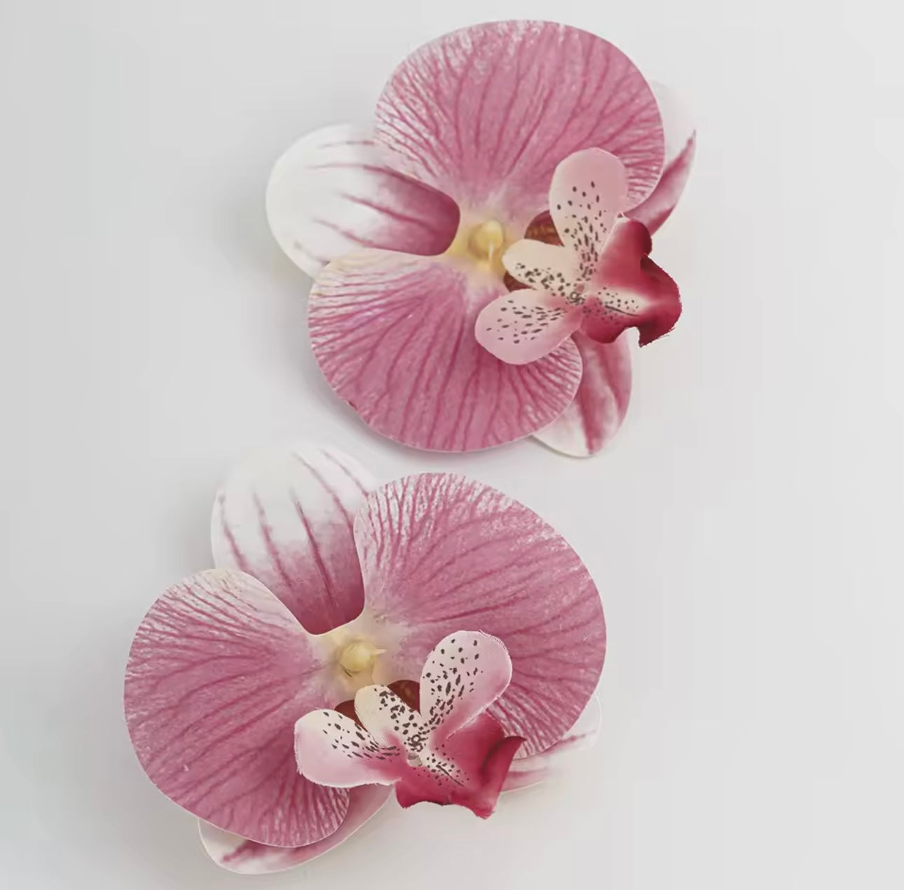 Pink Butterfly Orchid